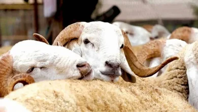 مغاربة إيطاليا يمتنعون عن الأضاحي استجابة لنداء ملكي