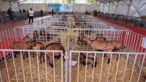 وزير الفلاحة يترأس افتتاح الدورة الـ15 للمعرض الجهوي للماعز بشفشاون (صور)
