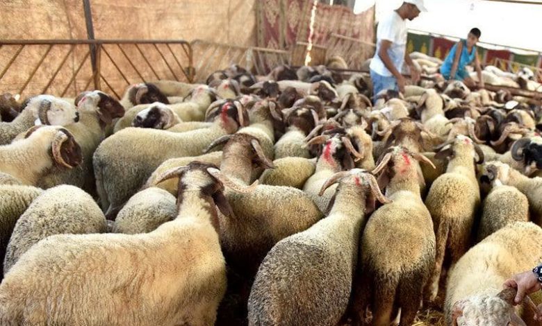 اجتماعات لتفعيل التعليمات الملكية في الناظور لتعزيز السيادة الغذائية