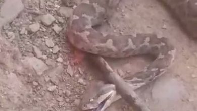 تازة.. العثور على ثعبان “غريب ومخيف” في دوار سيدي مغيث