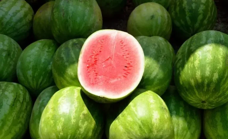 آسفي.. تسجيل حالات تسمم غذائي بسبب فاكهة "الدلاح"