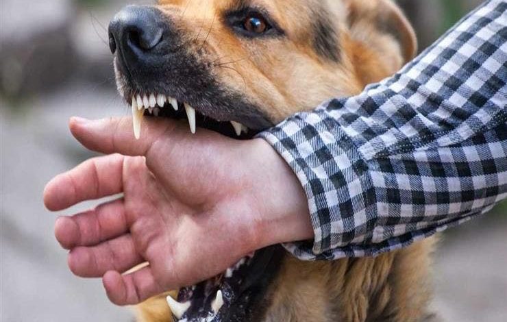 هجمات الكلاب الضالة تخلف 33 قتيلاً سنوياً في المغرب